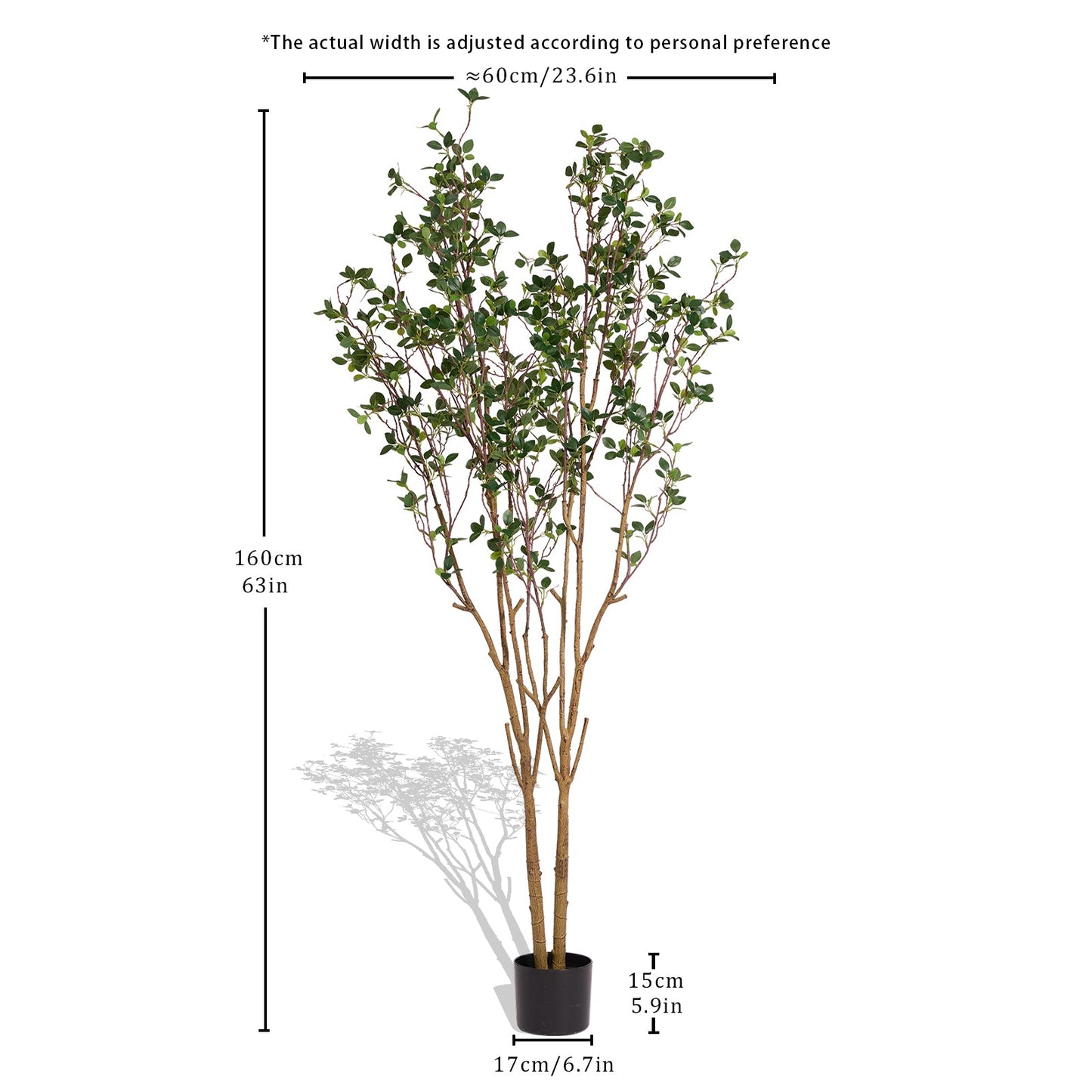 Evergreen Flowering Shrub for Year-Round Garden & Indoor Decoration