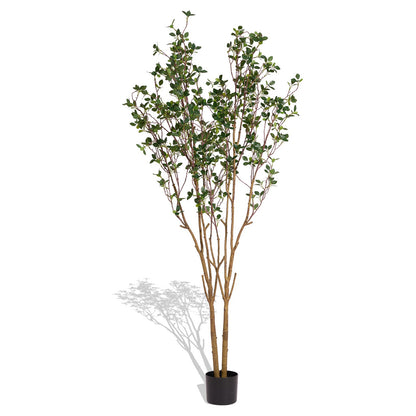 THE BLOOM TIMES Evergreen Flowering Shrub for Year-Round Garden & Indoor Decoration