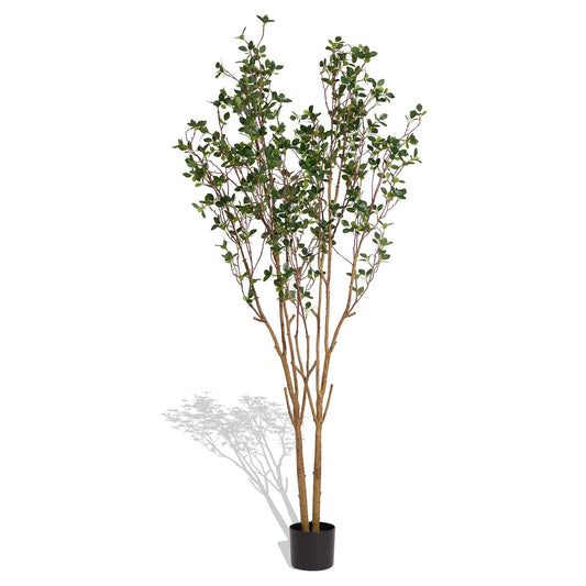 Evergreen Flowering Shrub for Year-Round Garden & Indoor Decoration